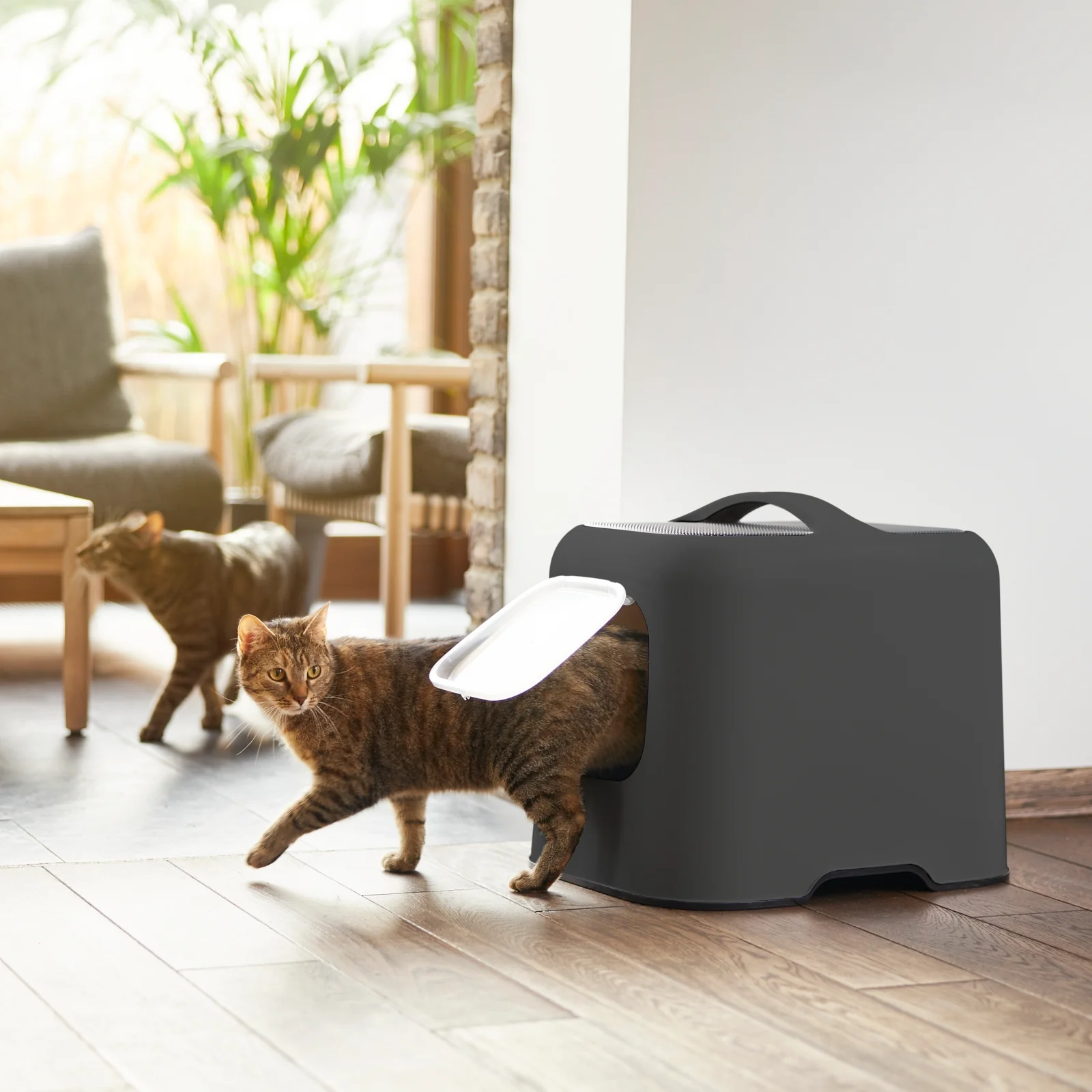 Katzen Starter Set - Image 8
